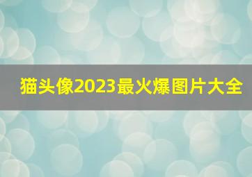 猫头像2023最火爆图片大全