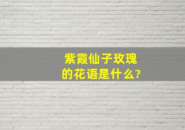 紫霞仙子玫瑰的花语是什么?