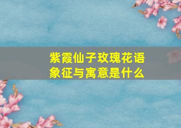 紫霞仙子玫瑰花语象征与寓意是什么