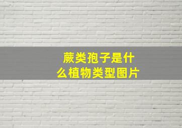 蕨类孢子是什么植物类型图片