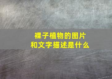 裸子植物的图片和文字描述是什么