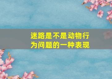 迷路是不是动物行为问题的一种表现