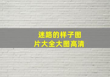 迷路的样子图片大全大图高清