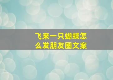 飞来一只蝴蝶怎么发朋友圈文案