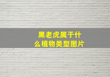 黑老虎属于什么植物类型图片