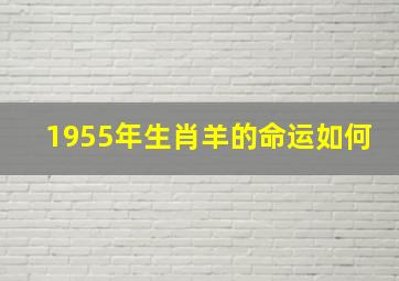 1955年生肖羊的命运如何