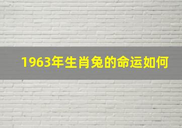 1963年生肖兔的命运如何