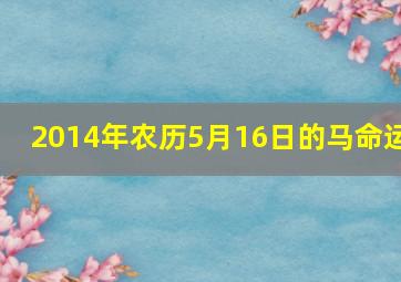 2014年农历5月16日的马命运